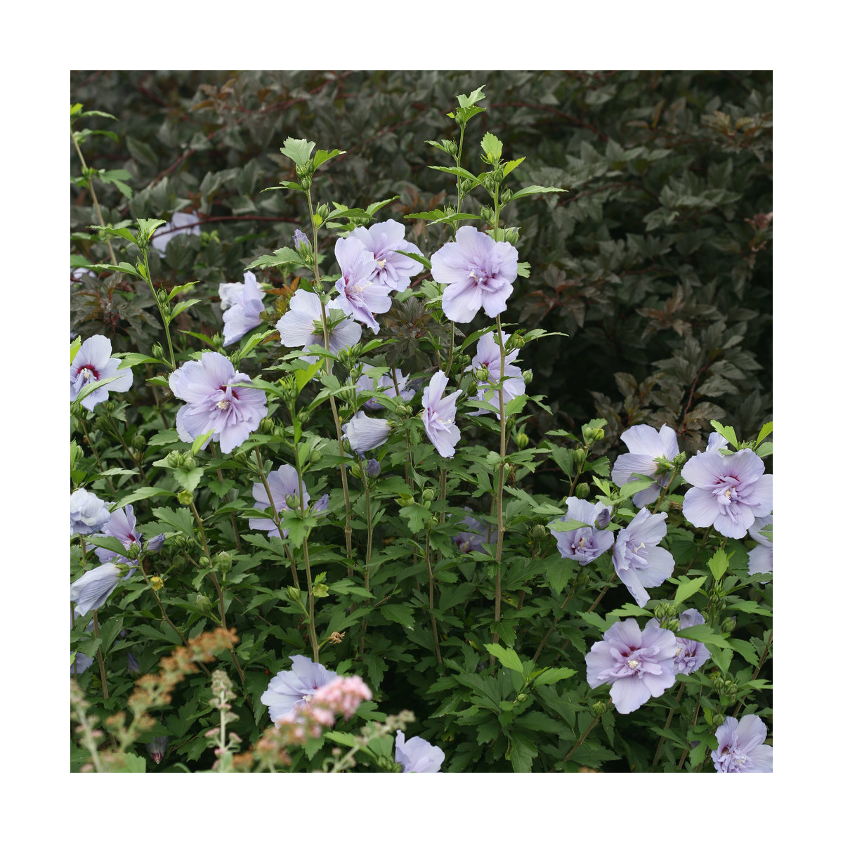 Hibiscus syriacus blue chiffon® 'notwoodthree'/hibiscus syriacus blue chiffon® 'notwoodthree'[-]pot de 7,5l - tigette