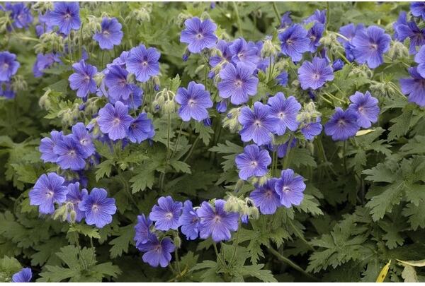 Ooievaarsbek (Geranium himalayense) D 9 H 10 cm