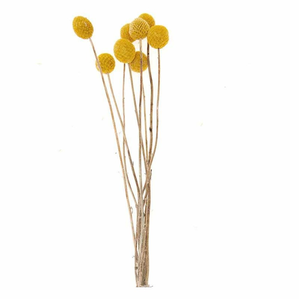 Craspedias séchés - 58cm