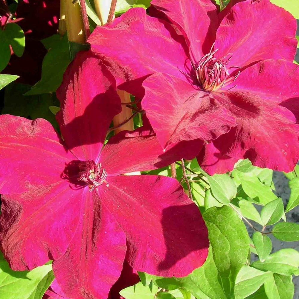 Clématite westerplatte/clematis westerplatte[-]godet - 5/20 cm