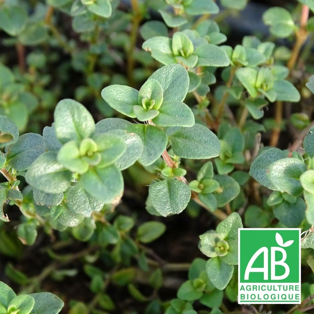 Thym pouliot bio/thymus pulegioides[-]lot de 3 godets