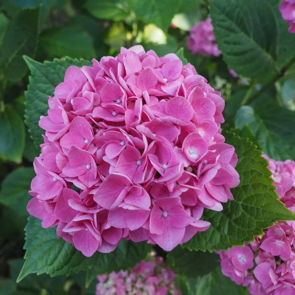 Hortensia - Set van 3 - Hydrangea macrophylla - Hoogte 25-40cm - ⌀9cm