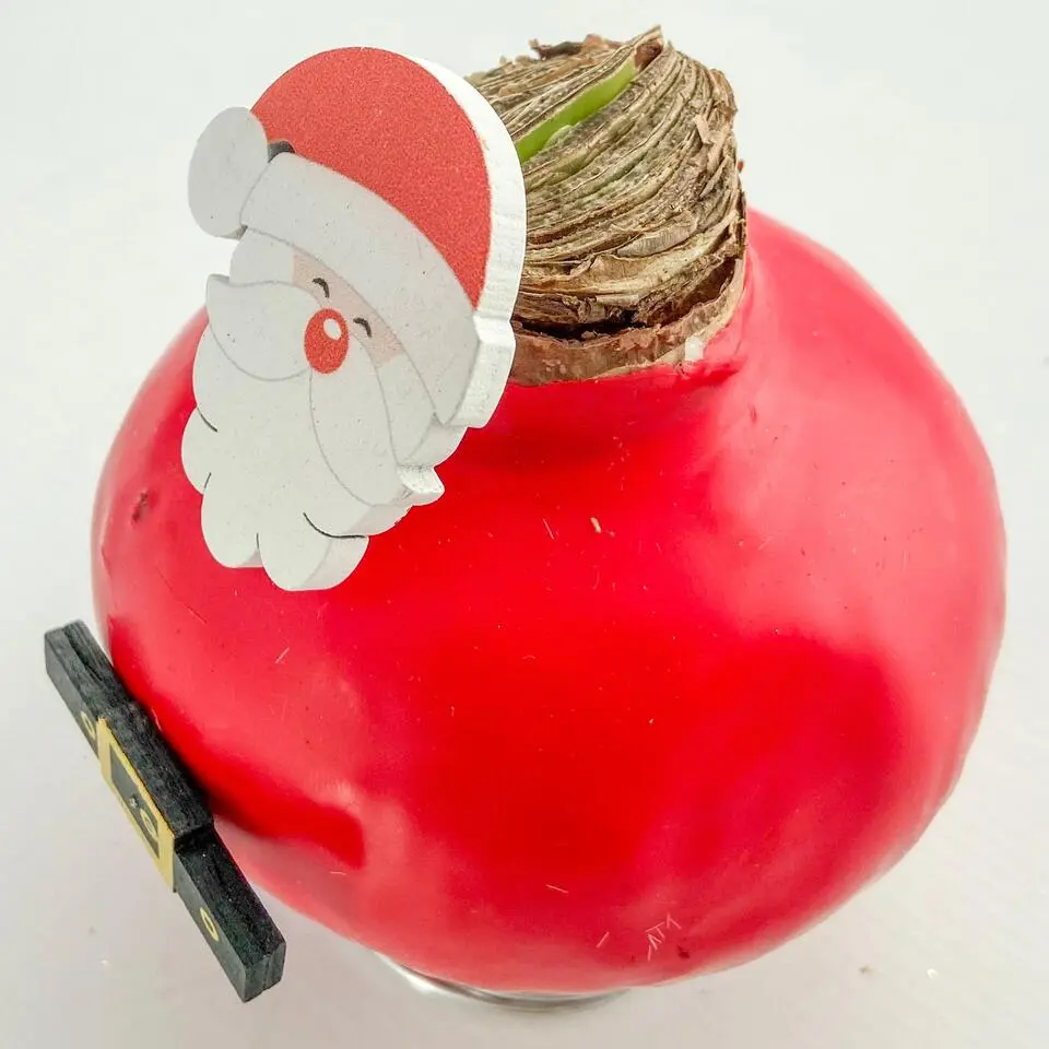 Amaryllis - Hippeastrum 'Wax special Santa Claus'