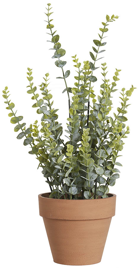Wilma plante 63 cm