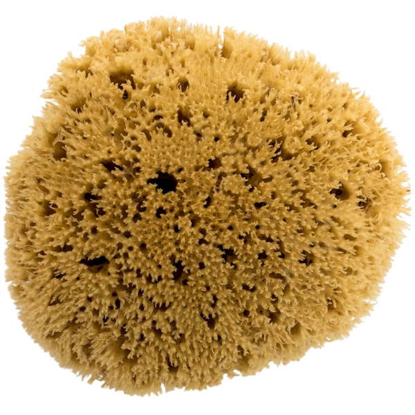 bisalbisal   Bellini Naturschwamm roh Honeycomb