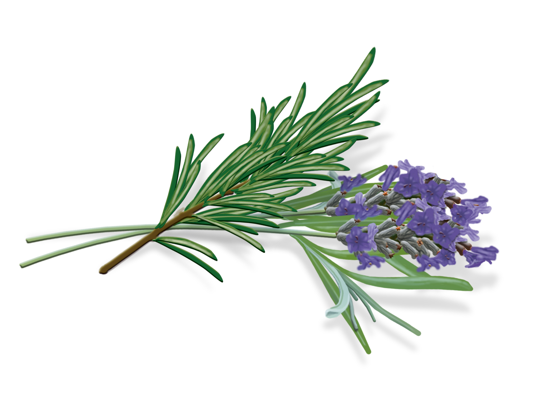 Vicks VapoPads VBR7EV1<br>7 Stück, Nachfüllpackung Rosmarin Lavendel Duft