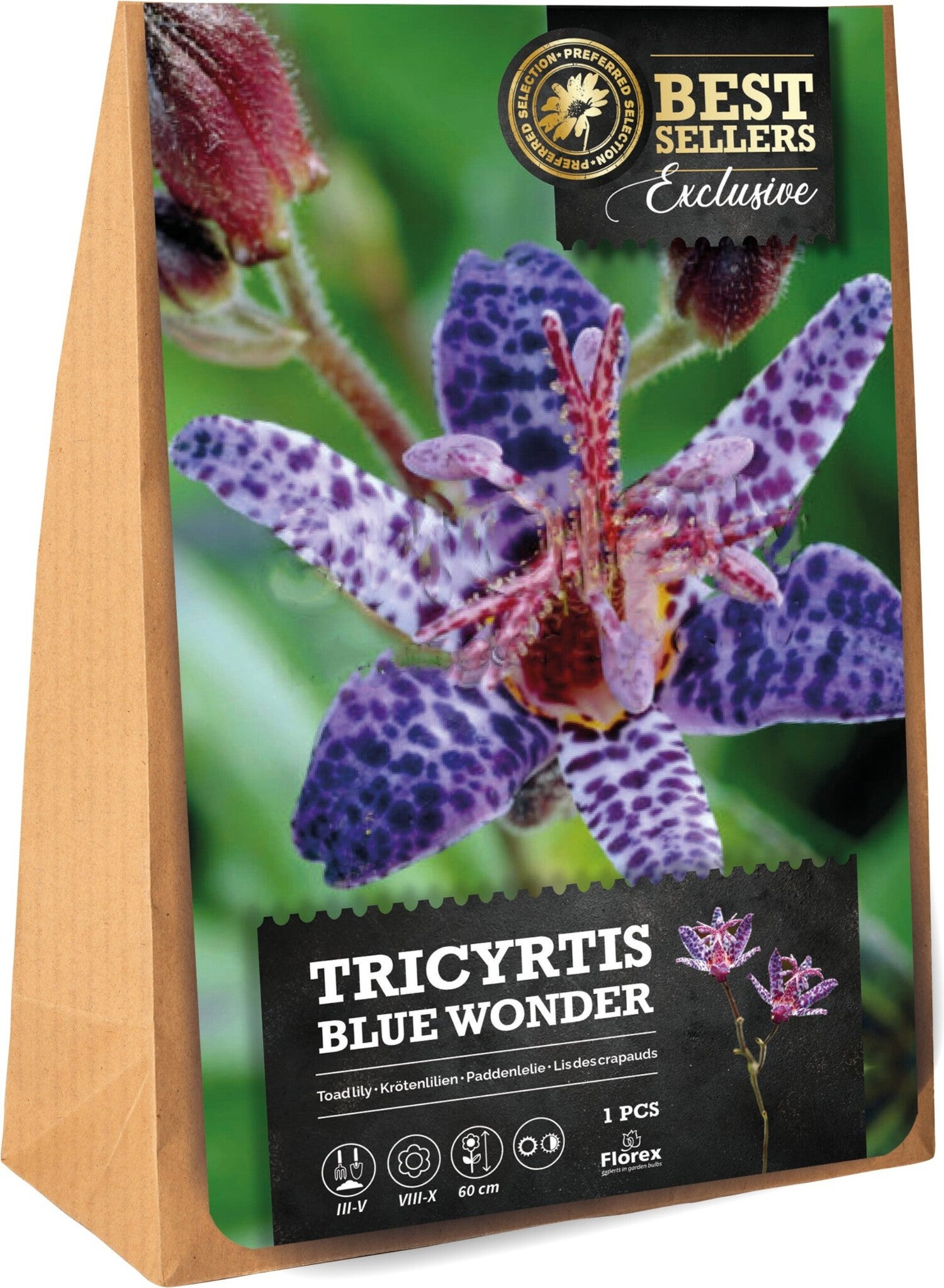 Florex bloembol Paddenlelie (Trycirtis 'Blue Wonder')