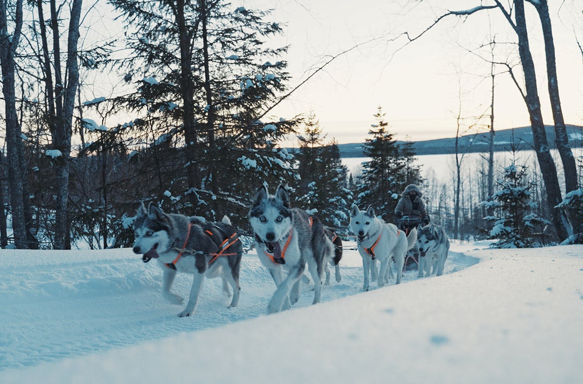 Abenteuerreise Lappland mit Hundeschlitten für 2 (2 Nächte)