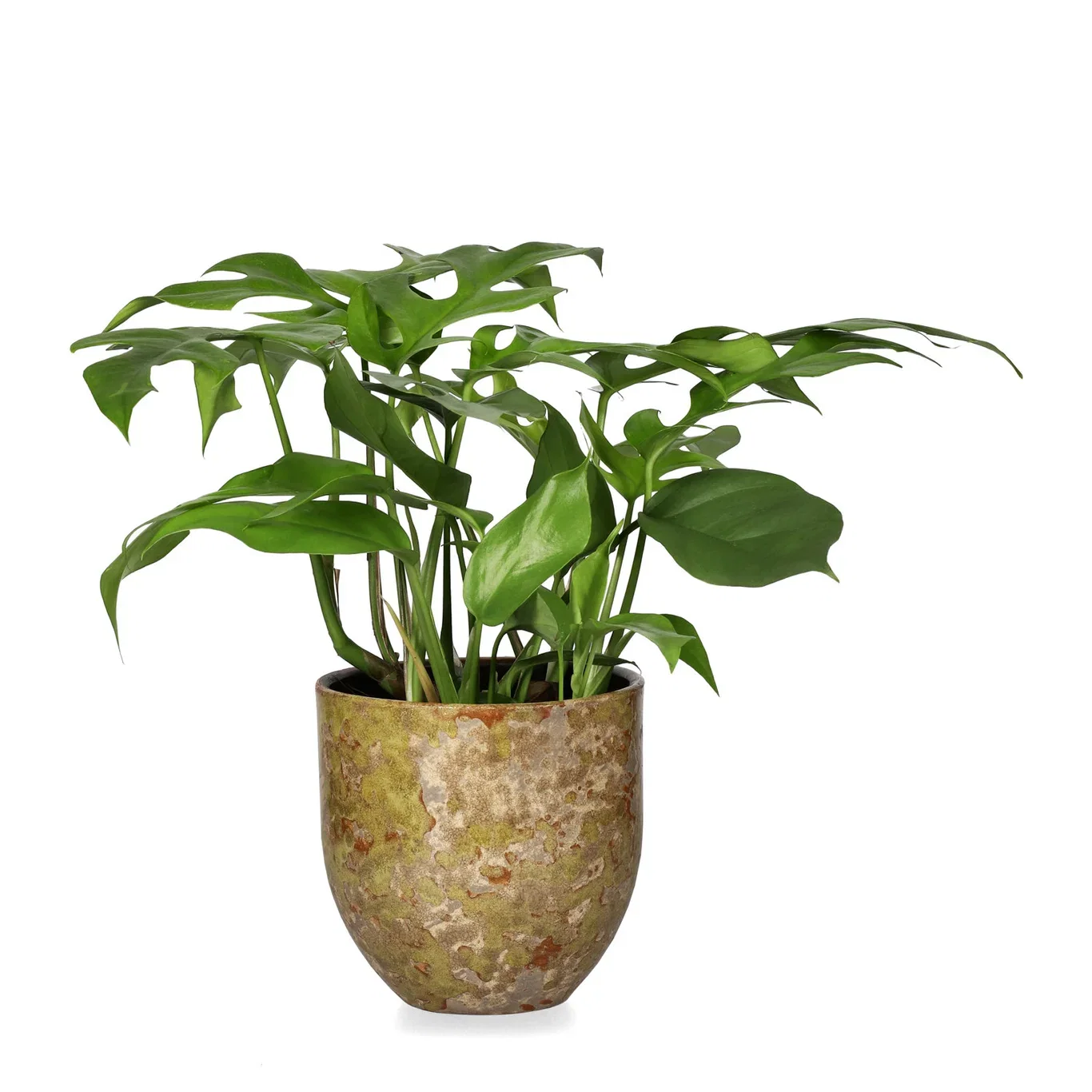 Rhaphidophora tetrasperma Monstera 'Minima' Høyde 30 cm