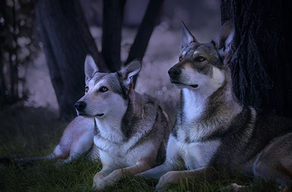 Hunde Trekking Büren