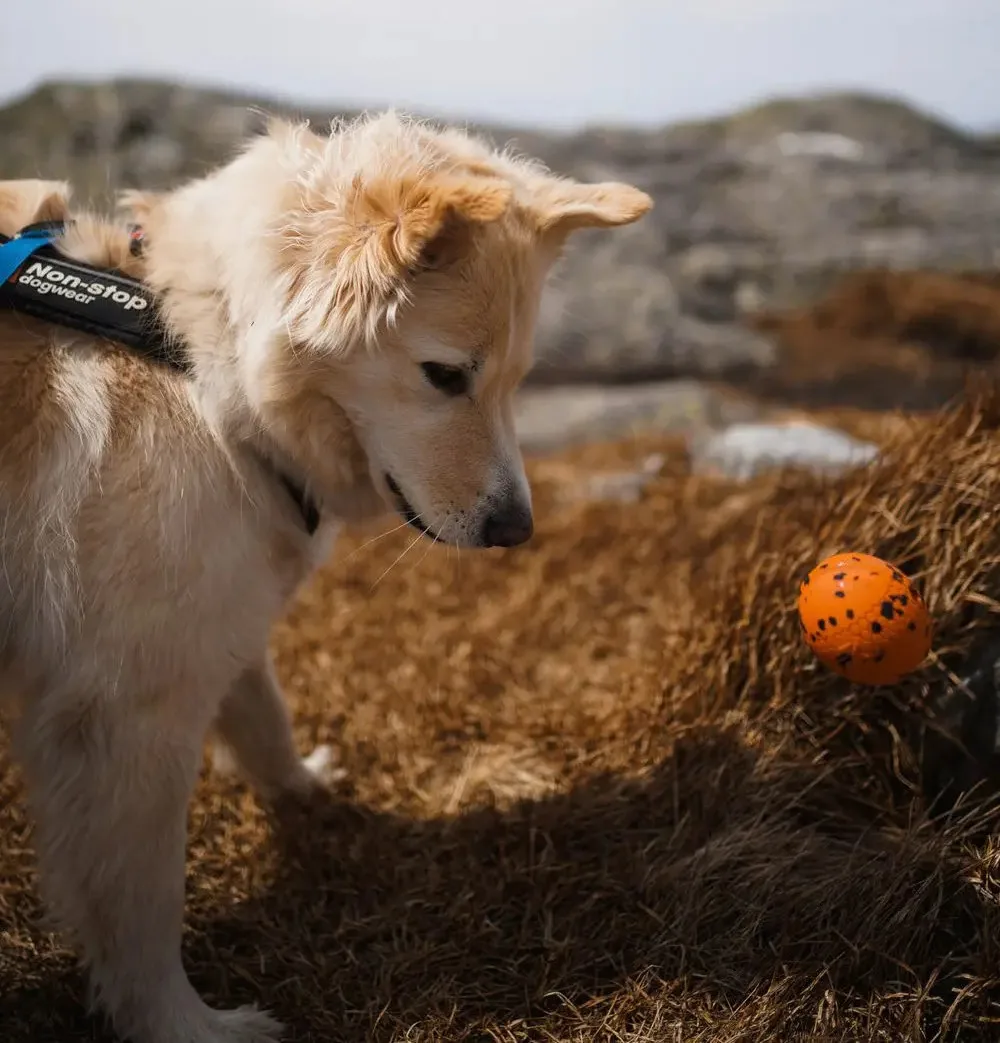 Non-stop Dogwear Dog Ball 60x60 Orange/black