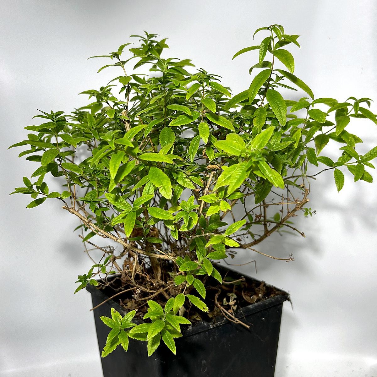 SMART GREENS ZITRONENVERBENE getrocknet, 30g