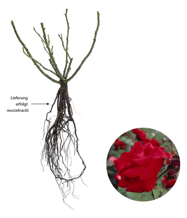 Kletterrose 'Santana®'