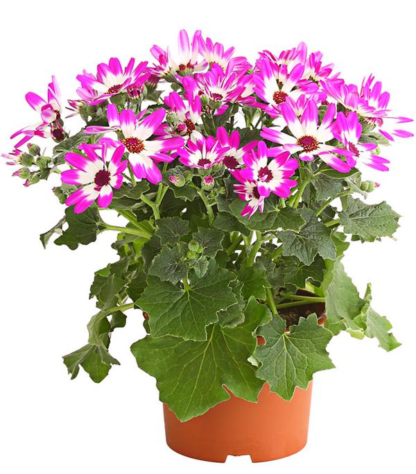 Teneriffa Stern - Cineraria