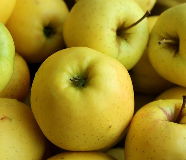 Winterapfel 'Sirius' (S)