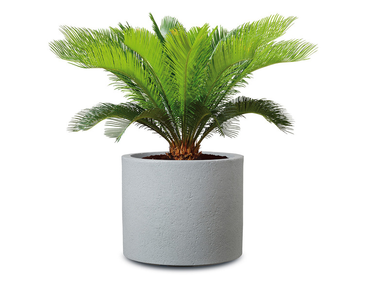 Plantenbak