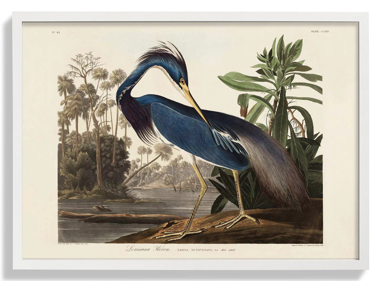 Louisiana Reiher Vogel