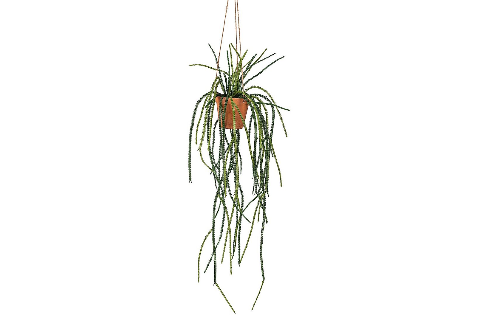 Senecio hengeplante Grønn