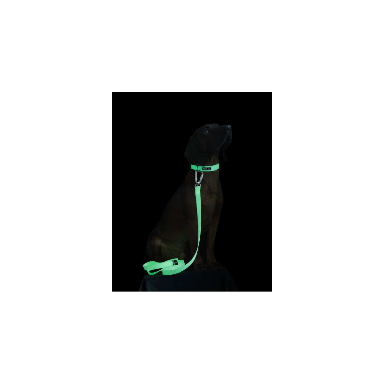 Paikka Glow Leash pale pink rosa 1,5 cm