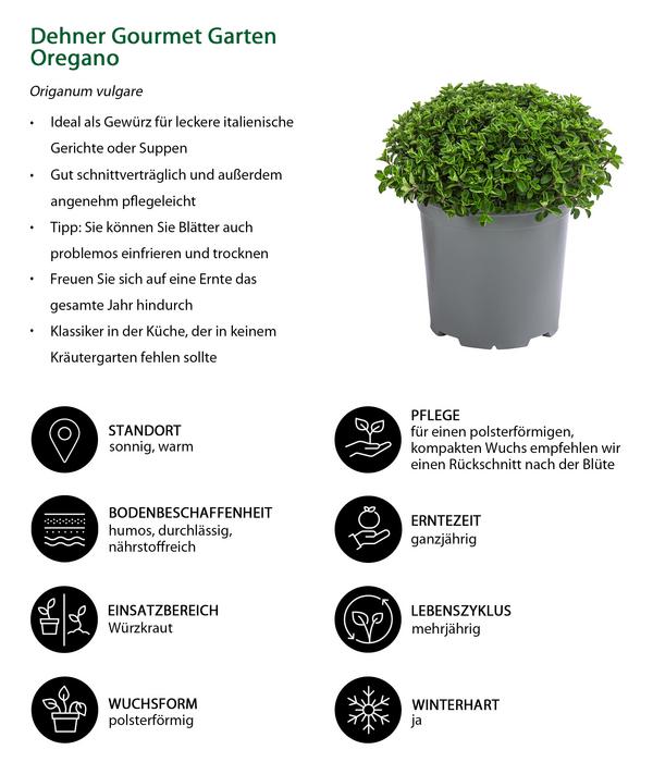Dehner Gourmet Garten Oregano