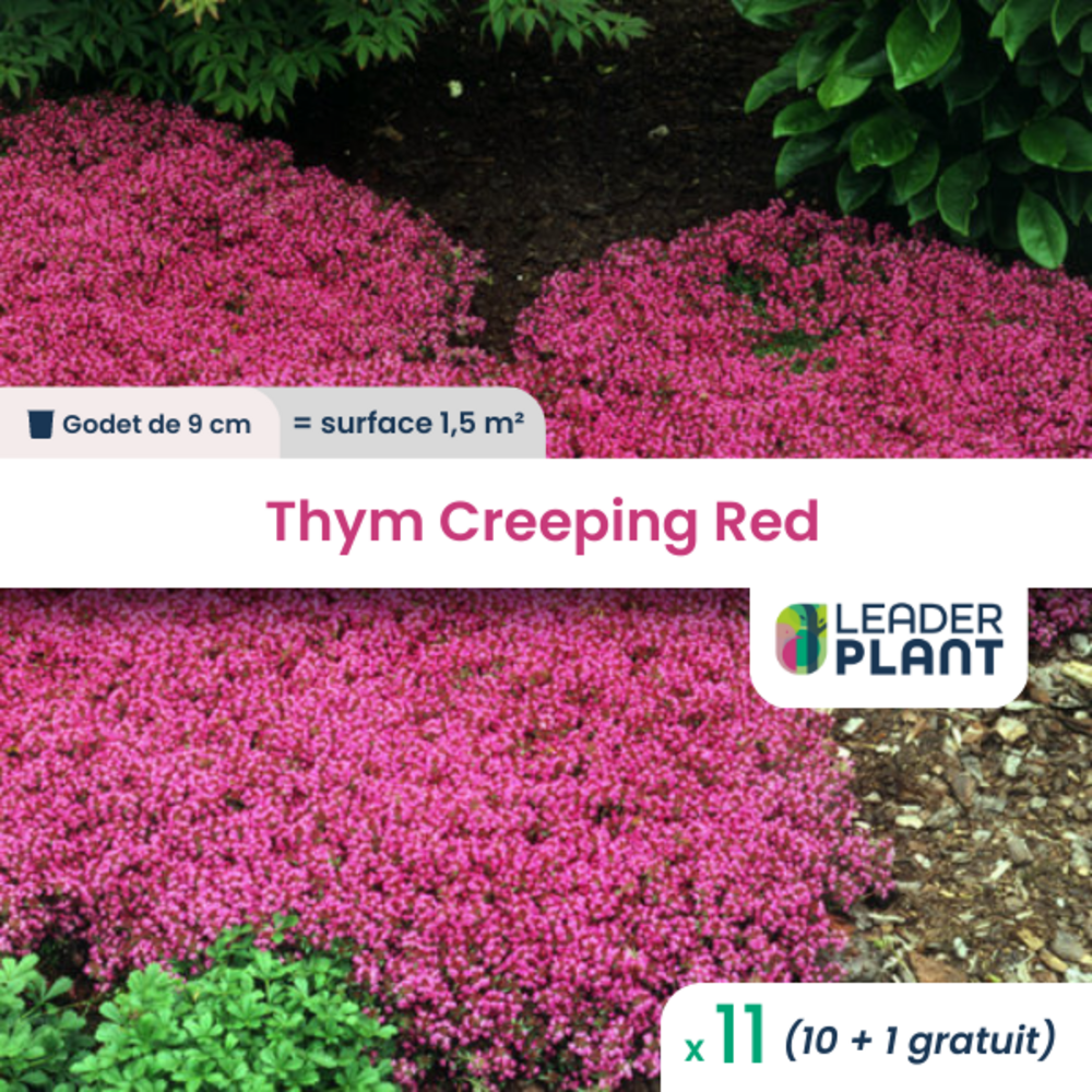 Thym creeping red ®