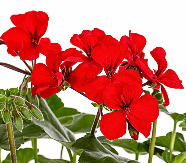 Bodendecker-Geranie 'Caliente Dark',