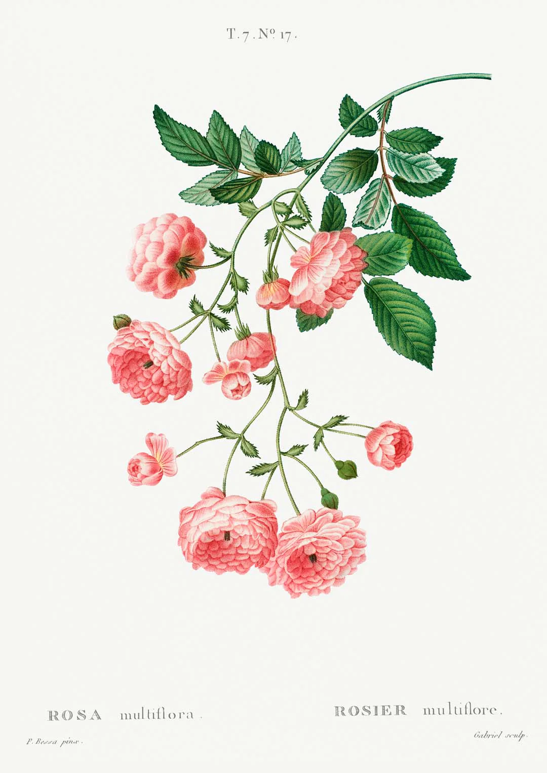 Rosa Multiflora