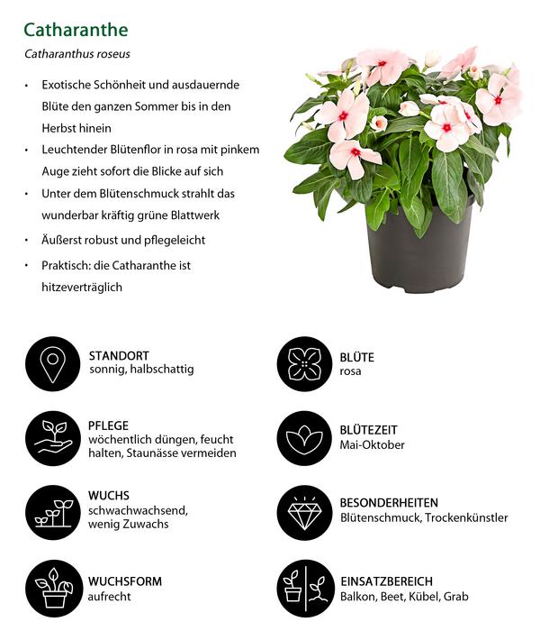 Beet- & Balkonpflanzen-Set Extravaganz,