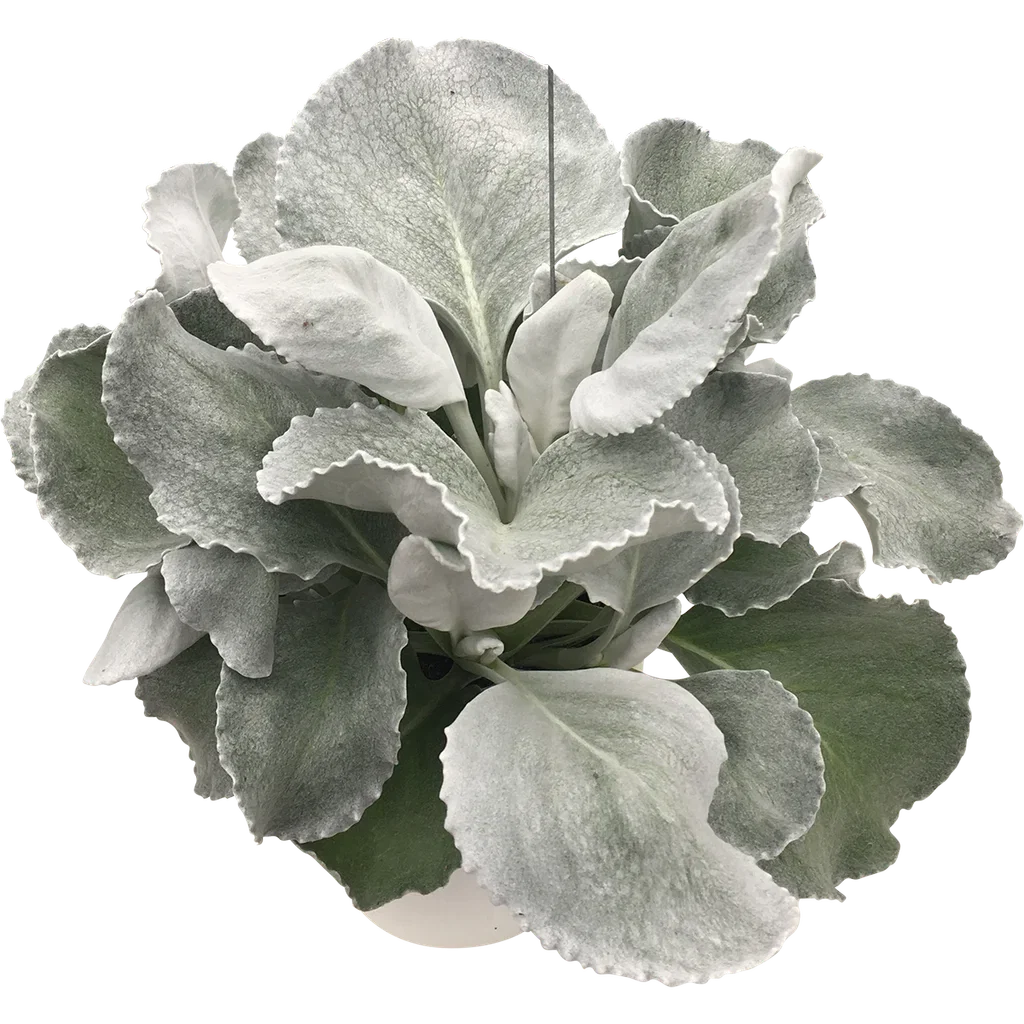 Senecio candicans 'Angel Wings' 13 cm Senecio candicans 'Angel Wings' Ø12 cm