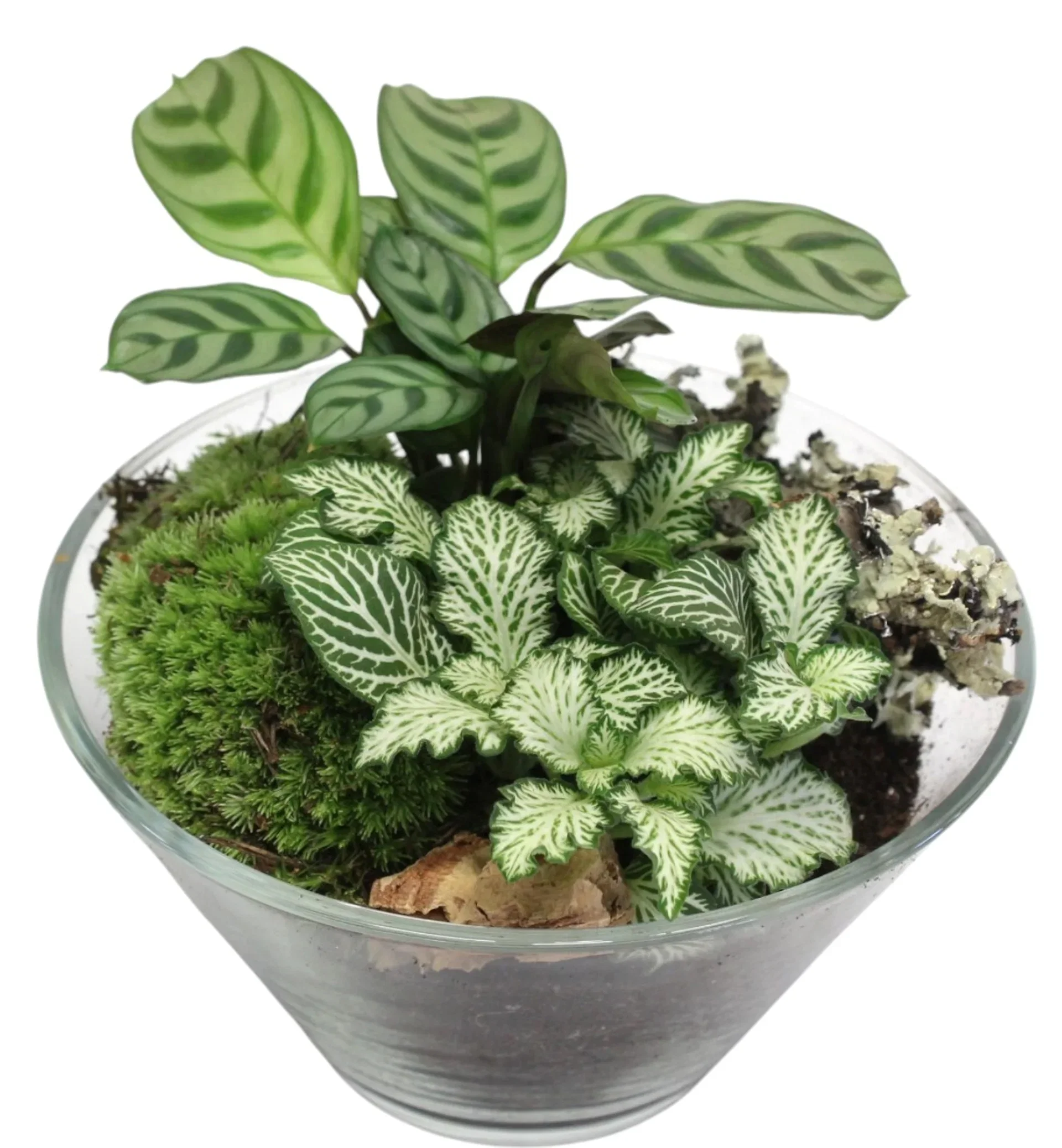 Green plants dec. in glas Grønne planter i glass Ø17 cm