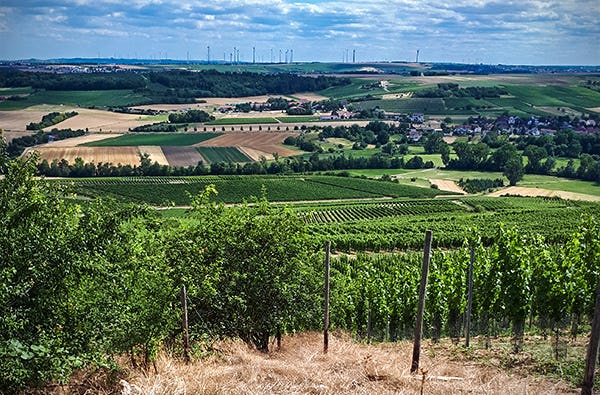 Weinbergwanderung Essenheim