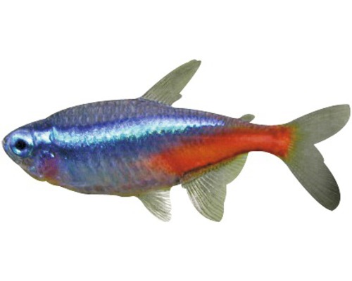Neon Tetra Fish - Paracheirodon innesi, Neon Tetra