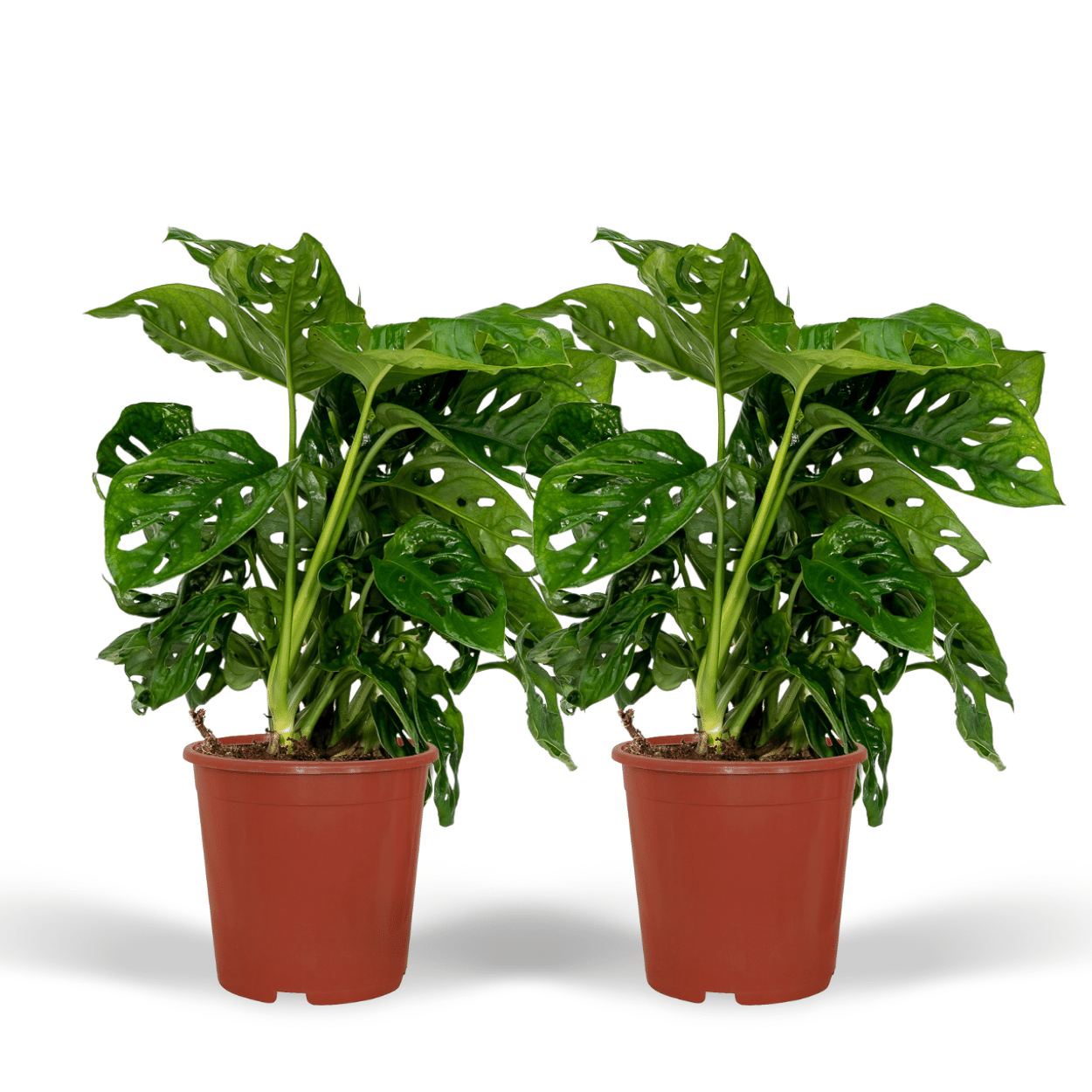 Plante d'intérieur - monstera monkey leaf - lot de 2 30cm