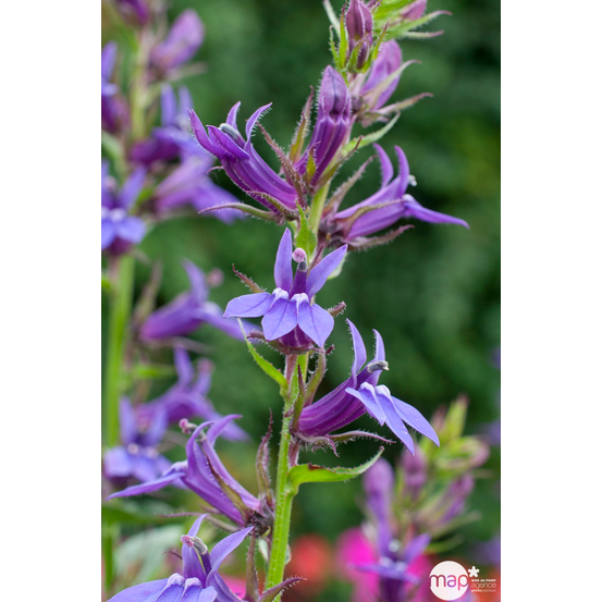 Lobélie Vedrariensis : godet