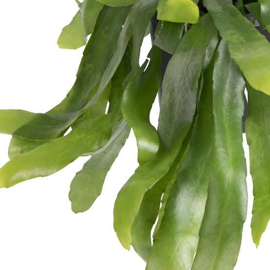 Epiphyllum Pumilum suspension - pot D17cm