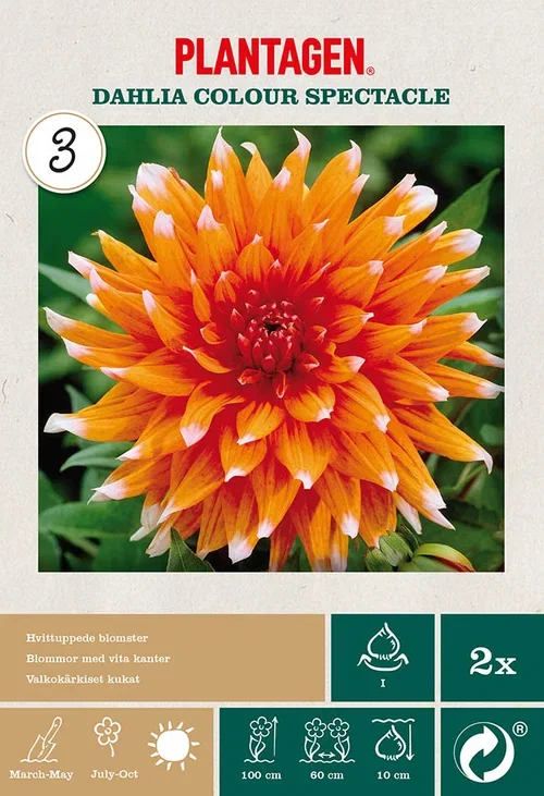 Dahlia x pinnata (Semi-Cactus Group) 'Color Spectacle' Kaktusgeorgine ‘Colour Spectacle’ 2 pk