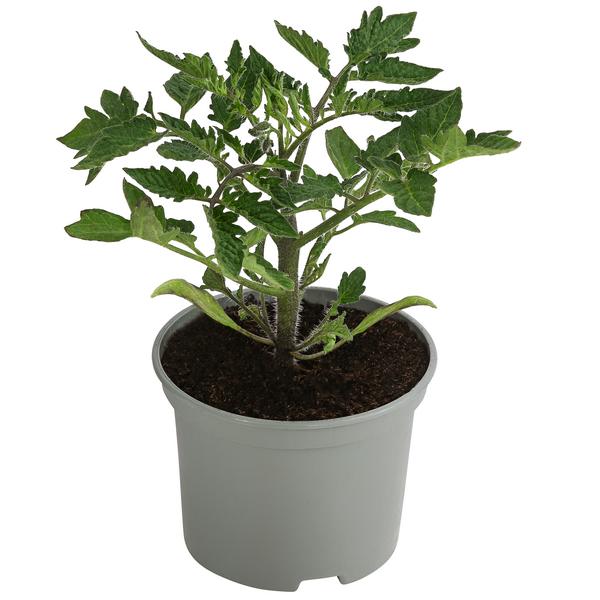 Eiertomate, rot