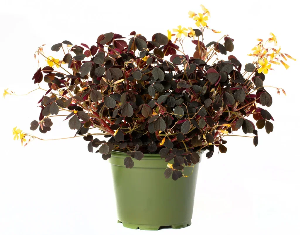 Oxalis acetosella Oxalis Ø12 cm