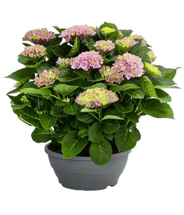 Hortensie - Hydrangea macrophylla 'Magical',