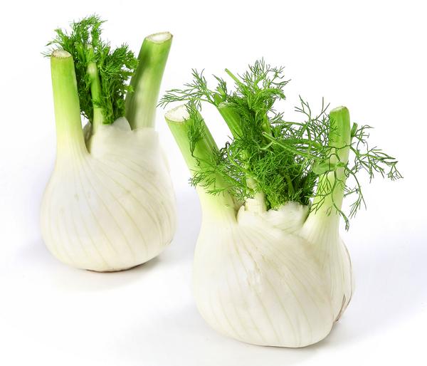 Bio Knollenfenchel, 6er Schale