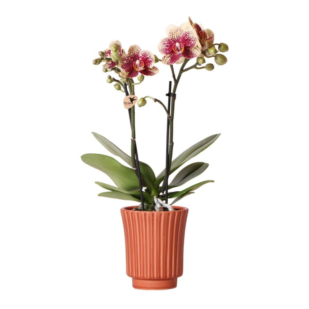 Orchidées colibri | orchidée phalaenopsis rouge jaune - espagne en pot déco rétro terre cuite - taille du pot 9cm - 45cm de haut