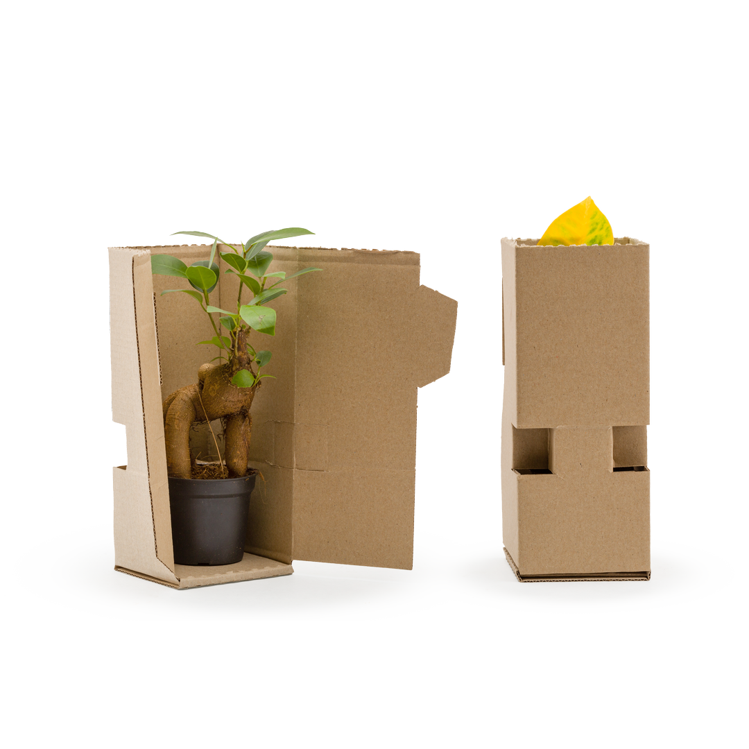 Terra kit - bonbonne l chamaedorea