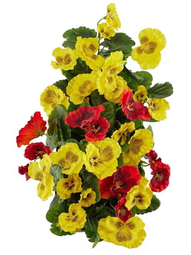 Stiefmütterchen im Kasten, 28 cm