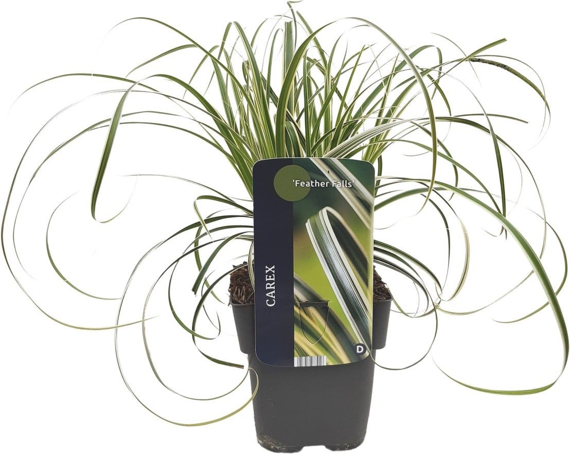 Japanse Zegge (Carex morrowii 'Feather Falls') D 17 H 45 cm