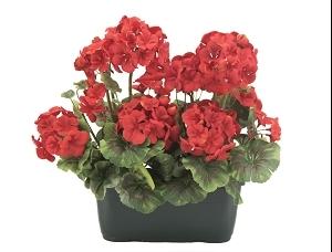 JARDINIERE GERANIUMS H.35CM ROUGE ET ROSE