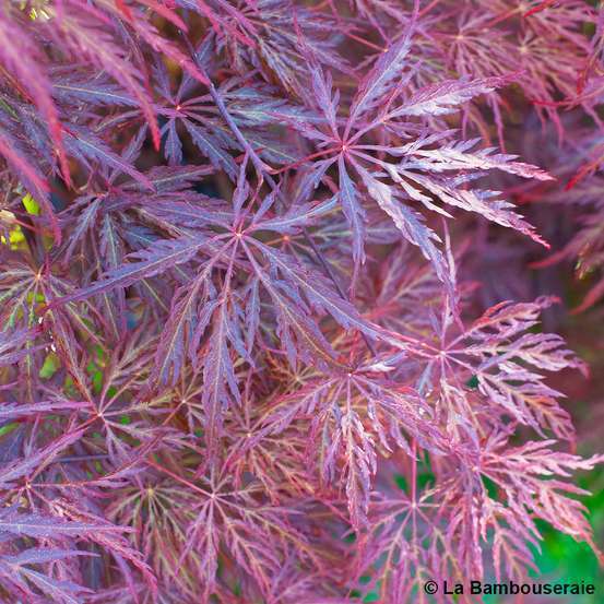 L'Acer palmatum Dissectum Inaba Shidare : pot 15L
