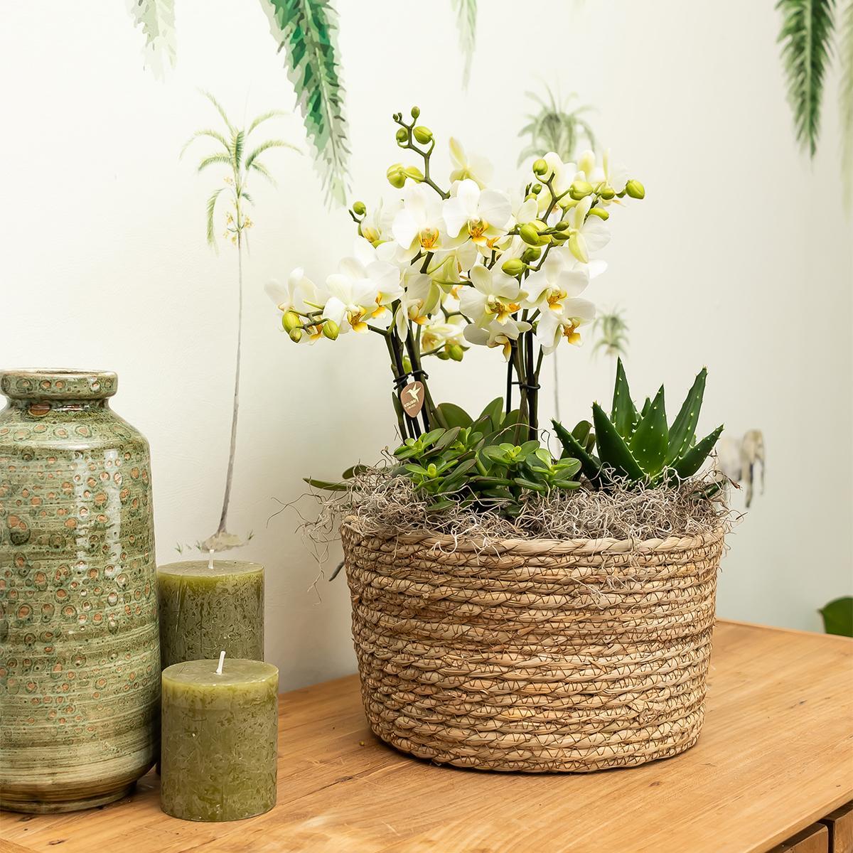 Plante d'intérieur - composition dans un panier en osier avec réservoir d'eau de 3 orchidées blanches et 3 rhipsalis 35cm