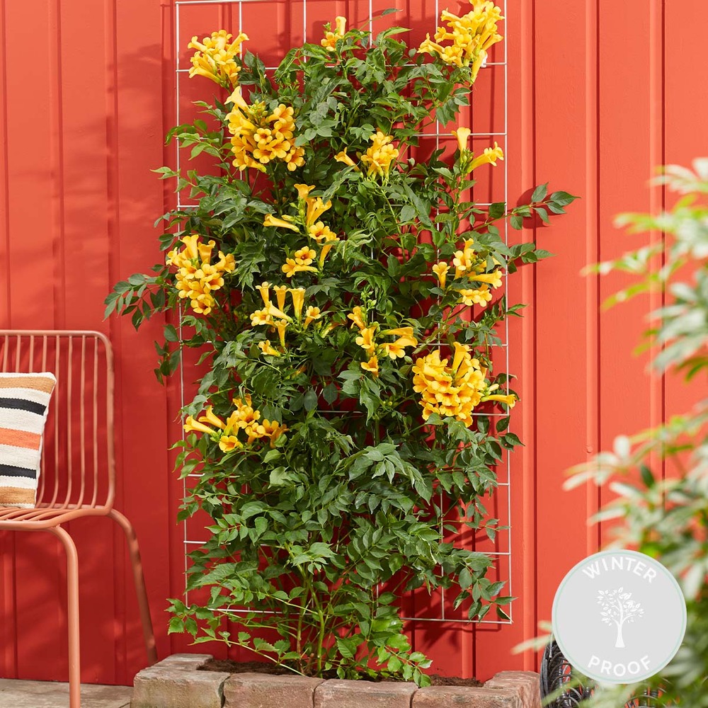 Campsis gold trumpet – trompette fleur – creeper – hardy - ⌀15 cm - ↕60-70 cm