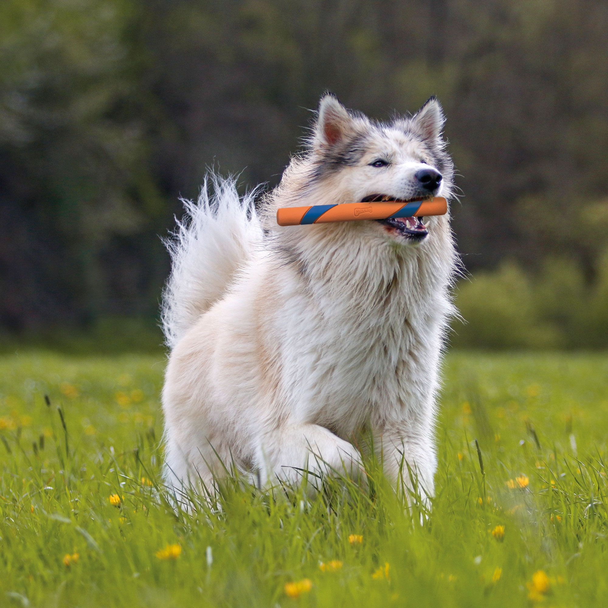ChuckIt Ultra Fetch Stick - eine strapazierfähige, langlebige Alternative zum Stöckchen
