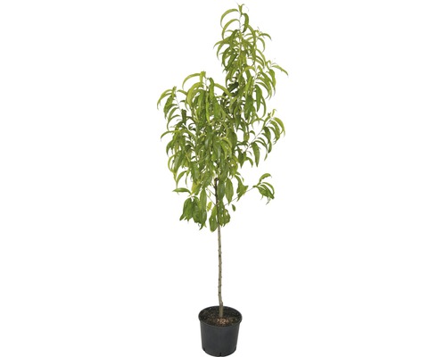 Biologische perzikboom FloraSelf Prunus persica 'South Haven', stamhoogte 60 cm, totale hoogte 100-120 cm, 7,5 L container, struik, zelfbestuivend